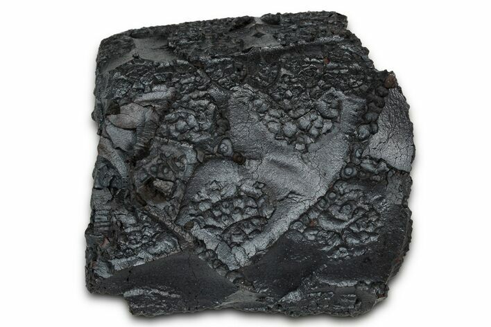 Dragon Scale Stone (Iron, Manganese, Siderite Nodule) #350192